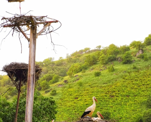 zrebar-lake-marivan-8 لک لک دریاچه زریوار