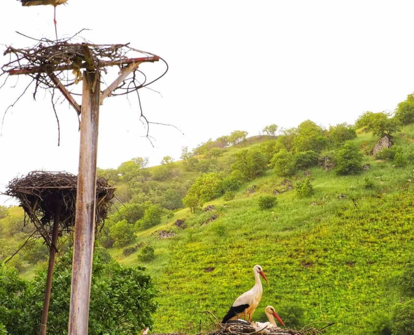 zrebar-lake-marivan-8 لک لک دریاچه زریوار