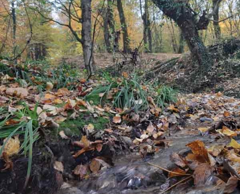 پارک جنگلی بزچفت