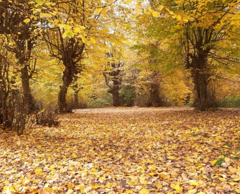 پارک جنگلی بزچفت استان مازندران بابل