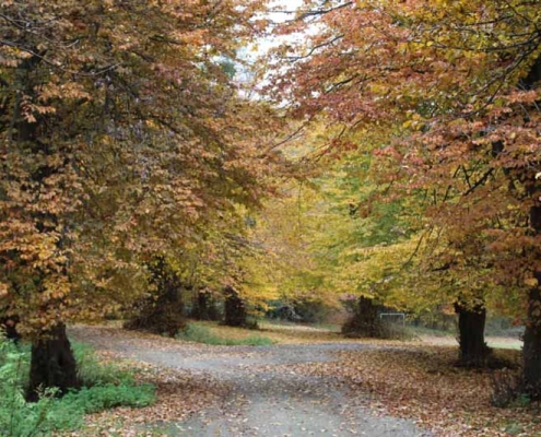 پارک جنگلی بابلکنار