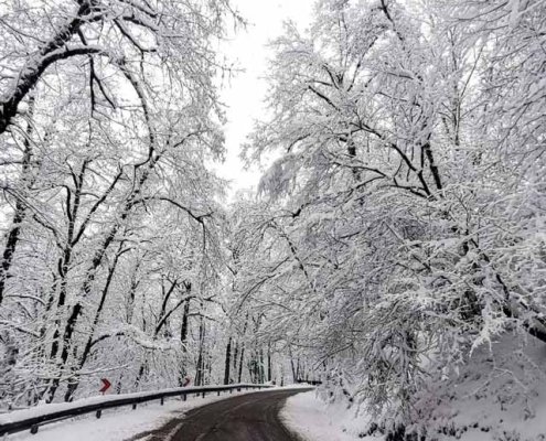 Dalkhani-Jungle-5 مسیر برفی جنگل دالخانی در زمستان