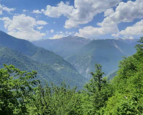 Dalkhani-Jungle-6 جنگل دالخانی کجاست