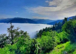 جنگل دالخانی