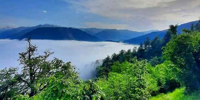 جنگل دالخانی