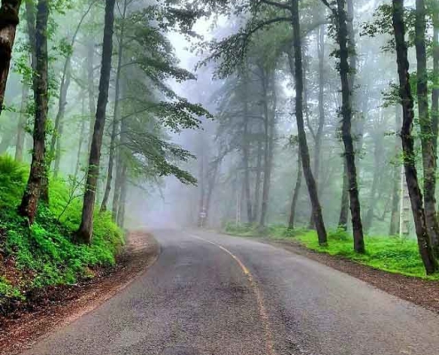 Dalkhani-Jungle-8 جنگل دالخانی رامسر