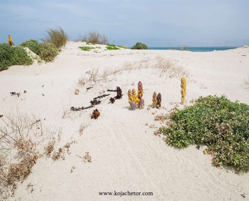 Shidvar_island-2 ساحل جزیره شیدور