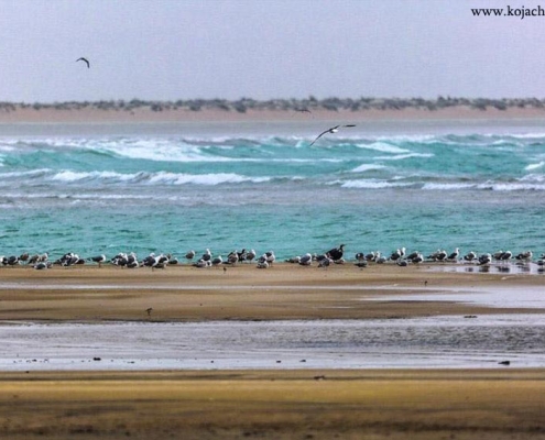 bandar--gavater-1 مرغ ماهیخوار و پرندهای مهاجر در خلیج گواتر