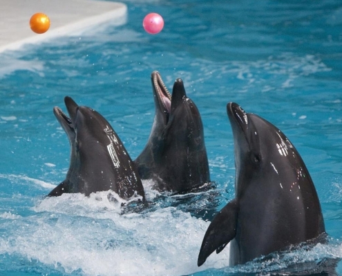kish-dolphin-park-1 بازی کردن دلفین ها در پارک دلفین کیش