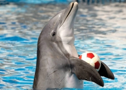 دلفین های باهوش و زیبا در پارک دلفین کیش