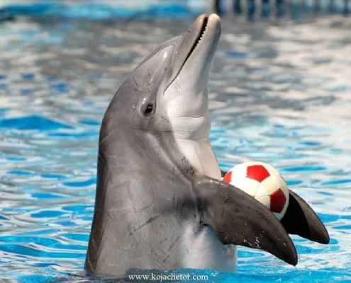 kish-dolphin-park-2 دلفین های باهوش و زیبا در پارک دلفین کیش