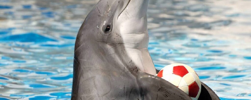 دلفین های باهوش و زیبا در پارک دلفین کیش