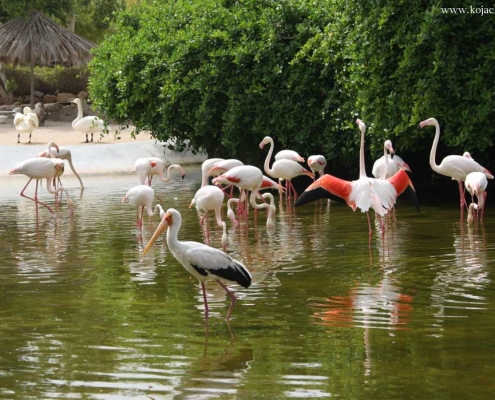 kish-dolphin-park-3 پرندگان باغ پرندگان در پارک دلفین کیش