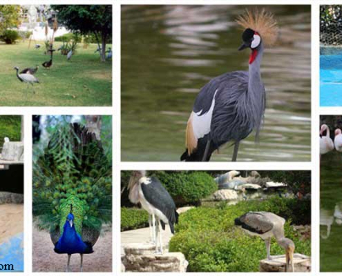 kish-dolphinarium باغ پرندگان و خزندگان در پارک دلفین کیش