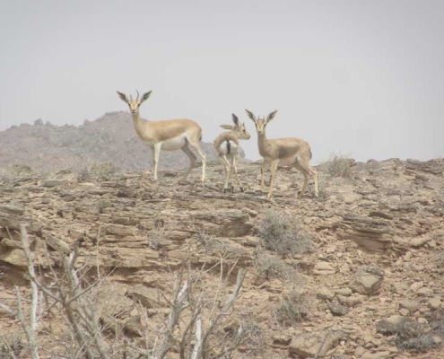 larak-island-6 حیوانات جزیره لارک