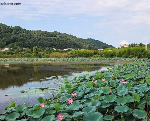 soostan-lagoon-2 تالاب سوستان و گل های نیلوفر