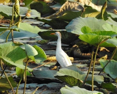 soostan-lagoon-6 تالاب سوستان و پرندهای زیبا