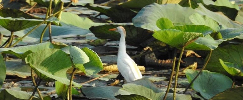 تالاب سوستان و پرندهای زیبا