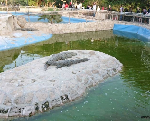 تمساح ها و خزندگان در باغ پرندگان کیش