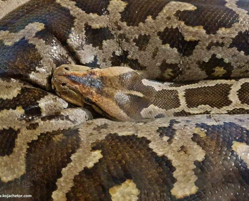 مار و خزندگان باغ پرندگان کیش