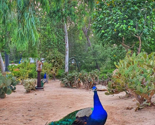 طاووس و پرندگان داخل باغ پرندگان کیش