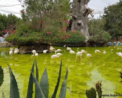 فلامینگو و لک لک و پرندگان داخل باغ پرندگان کیش