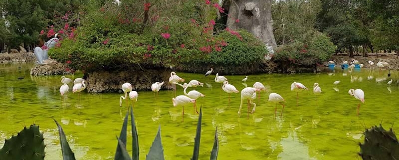 فلامینگو و لک لک و پرندگان داخل باغ پرندگان کیش