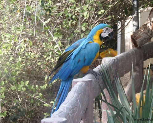 طوطی های باغ پرندگان کیش