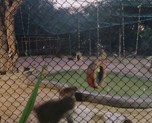 پستانداران داخل باغ پرندگان کیش