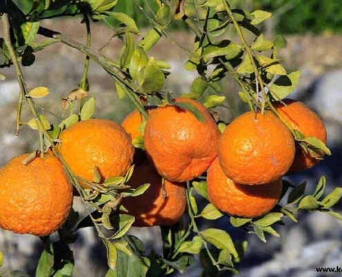 نارنگی محصول معروف هماگ سیاهو هرمزگان بندرعباس