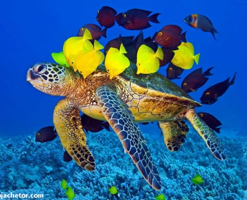 kish-aquarium-1 آکواریوم کیش از سه قسمت تشکیل شده است دو بخش اول آبی و بخش سوم غیر آبی است لاک پشت ها در قسمت آبی هستند