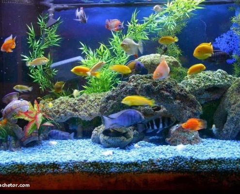 kish-aquarium-2 آکواریوم جزیره کیش با بیش از 70 گونه ماهی رنگارنگ در آن