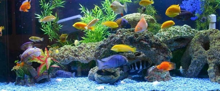 آکواریوم جزیره کیش با بیش از 70 گونه ماهی رنگارنگ در آن