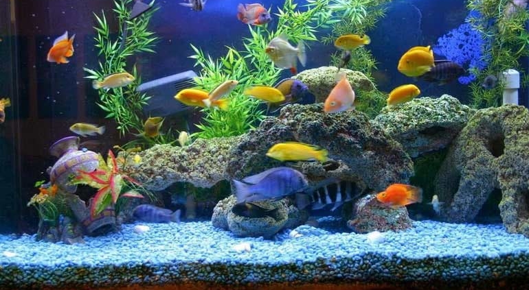 آکواریوم جزیره کیش با بیش از 70 گونه ماهی رنگارنگ در آن