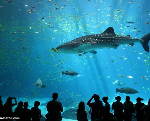 kish-aquarium-3 آکواریوم کیش از دو بخش آبی اولی با 50 هزار حجم و دومی با 20 هزار حجم و بخش تاکسی درمی تشکیل شده است