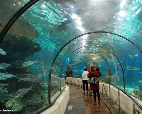 kish-aquarium-6 تونل آکواریوم کیش در جزیره کیش از جاذبه های تفریحی استان هرمزگان