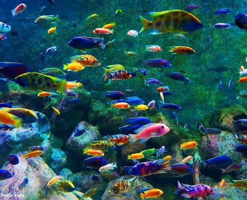 kish-aquarium-7 انواع گونه های آبزی در آکواریوم کیش