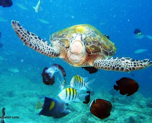 لاکپشت و آبزیان زیبای را در هنگام غواصی در کیش خواهید دید