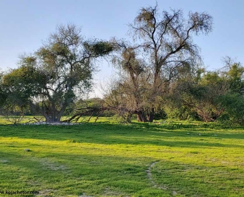 طبیعت جزیره لاوان پوشش گیاهی درختان حرا