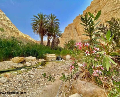 qaryat_baghoh_shibkooh طبیعت زیبای چشمه باغویه بندرلنگه در شیبکوه