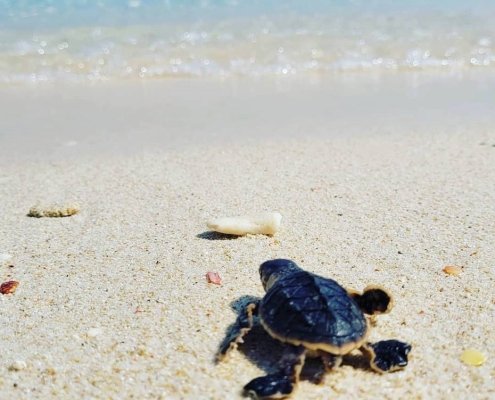 turtles-beach-1 لاک پشت ها رو به دریا در ساحل لاک پشت ها