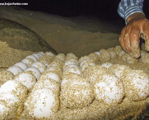 turtles-beach-4 تخم ریزی لاک پشت ها در ساحل لاک پشت ها