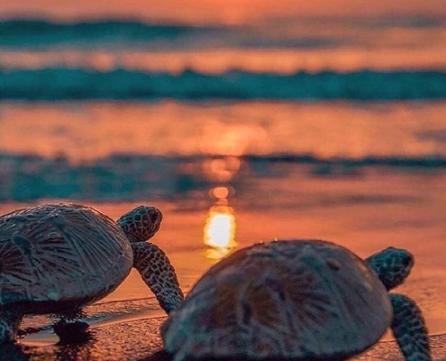 turtles-beach-5 ساحل لاک پشت ها استان هرمزگان جزیره هرمز