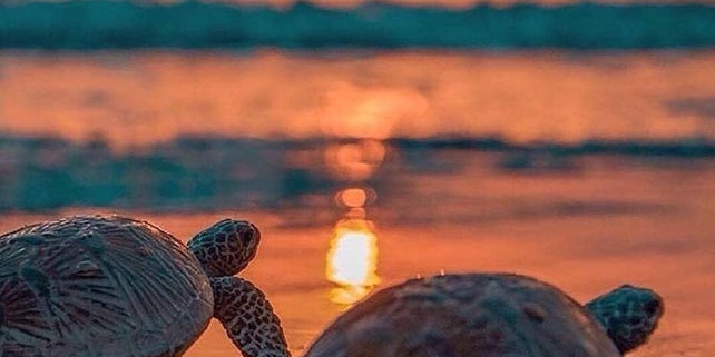 ساحل لاک پشت ها استان هرمزگان جزیره هرمز