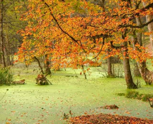 مرداب دیوک کلاردشت در پاییز