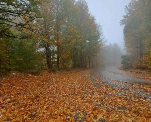 Derazno-1 جنگل درازنو پاییز