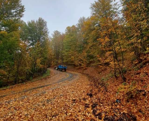 Derazno-2 جنگل درازنو گرگان در پاییز