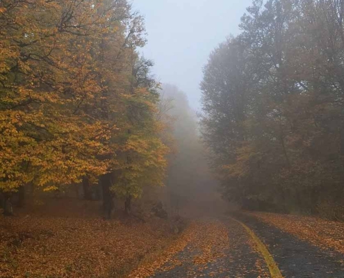 Derazno مسیر جنگل درازنو پاییز