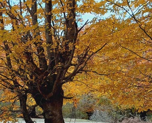 پاییز مازیچال