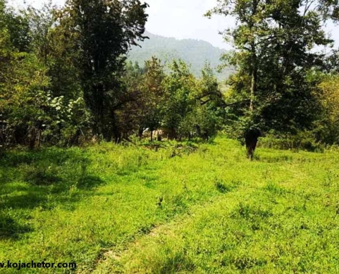 طبیعت زیبای روستای شولم گیلان